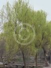 Salix babylonica