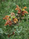 Salvia africana-lutea