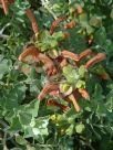 Salvia africana-lutea