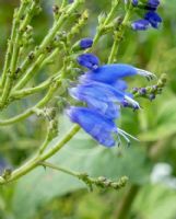 Salvia cacaliifolia