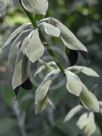 Salvia discolor