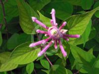 Salvia involucrata Bethellii