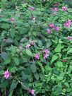 Salvia involucrata Bethellii