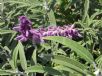 Salvia leucantha