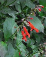 Salvia miniata