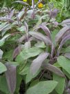 Salvia officinalis Purpurascens