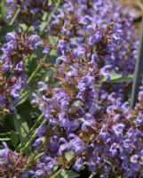 Salvia officinalis