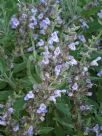 Salvia officinalis