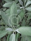 Salvia officinalis