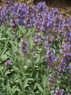 Salvia officinalis