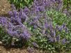 Salvia officinalis