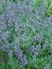 Salvia officinalis