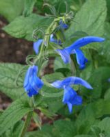 Salvia patens