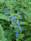 Salvia patens