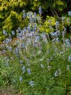 Salvia uliginosa