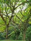 Albizia saman yellow form