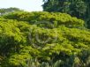 Albizia saman yellow form