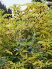 Sambucus canadensis Aurea