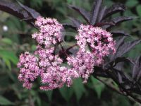 Sambucus nigra porphyrophylla Gerda