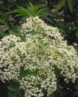 Sambucus nigra