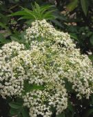 Sambucus nigra