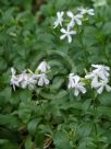 Saponaria officinalis