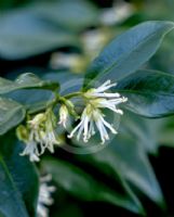 Sarcococca confusa