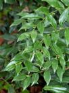 Sarcococca confusa