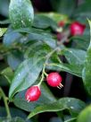 Sarcococca ruscifolia