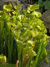 Sarracenia flava