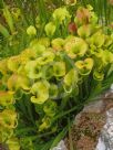 Sarracenia flava