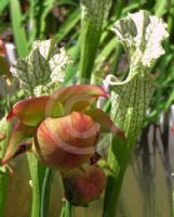 Sarracenia leucophylla