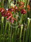 Sarracenia leucophylla