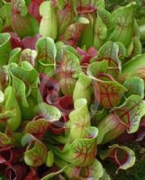 Sarracenia purpurea