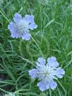 Scabiosa graminifolia