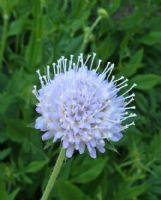 Scabiosa stellata