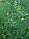 Scabiosa stellata