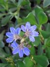 Scaevola calendulacea