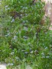 Scaevola calendulacea