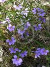 Scaevola ramosissima