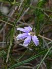 Scaevola ramosissima