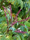 Schefflera actinophylla