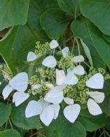 Schizophragma hydrangeoides