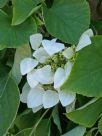 Schizophragma hydrangeoides