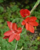 Hesperantha coccinea