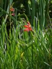 Hesperantha coccinea