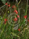 Hesperantha coccinea