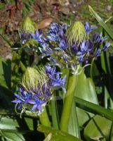 Scilla peruviana