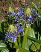 Scilla peruviana