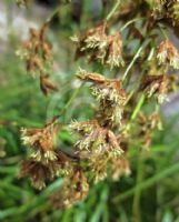 Scirpus polystachyus